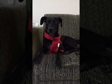 Duke na sua Era RED! #taylorswift #fy #dog #cachorro #red #shorts