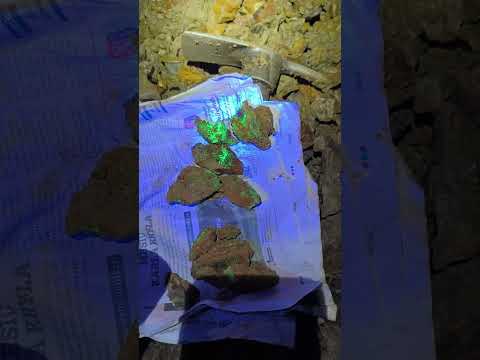 collecting autunite in old uranium mine #uranium #uraniummining #uraniummineral