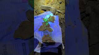 collecting autunite in old uranium mine #uranium #uraniummining #uraniummineral