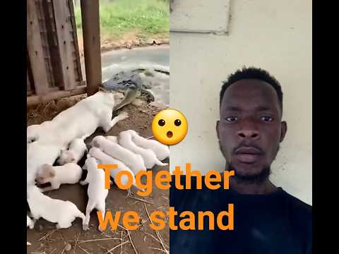 STRONGER TOGETHER #animals #duet #SHORTS #SUBSCRIBE #VIRAL