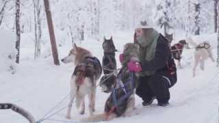 preview picture of video 'Husky sleigh rides in Levi mountain resort in Lapland - safari with huskies in Finland'