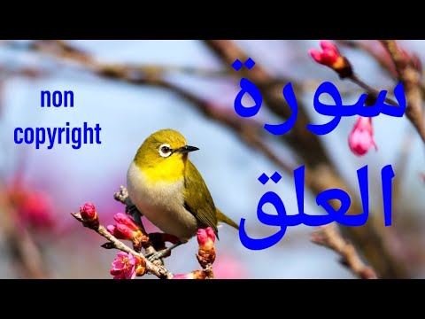 Surah 096 Al-Alaq سورۃالعلق non copyright #quran #muhammadﷺ #arabic #noncopyrightedmusic