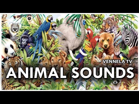 Animal Sounds | Forest, Sea and General Animal Sounds | VENNELA TV