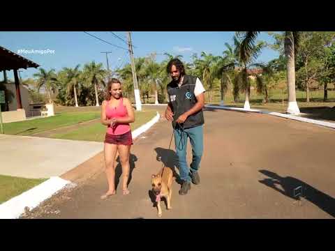 Como lidar com cachorro bravo  - Gente de Opinião