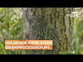 Eikenprocessierups keert vanaf volgende week weer terug, piek wordt verwacht in juli