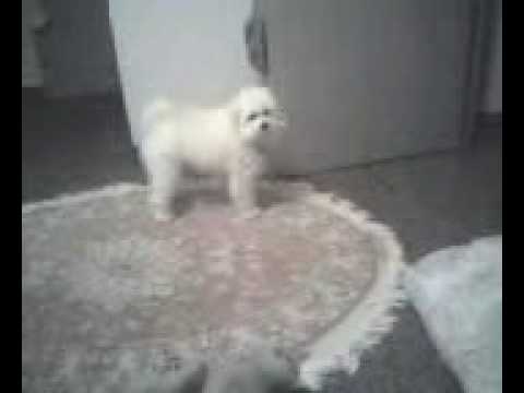 Mr. Chico and his Girlfriend