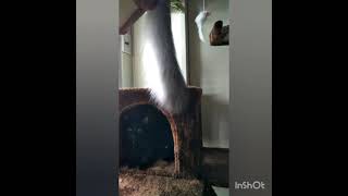 ルゥの尻尾は立派なニホンウナギ