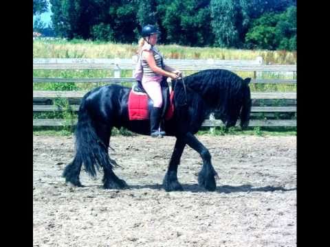 Rein Frieze hengst, geen paard zoals deze.