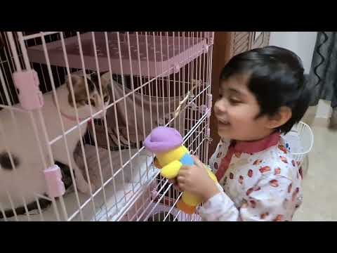 Nazma aynty'r Cat #Animal_lover_kids