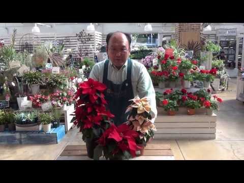 ヘレボアのクリスマスローズ：ポインセチアのライバルであるこのローズをどのように栽培し、維持するか？  庭園