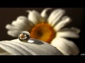 Secret Garden  "In Our Tears"  by Secret Garden  (HD)