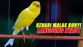Download lagu PANCINGAN KENARI GACOR PANJANG, AMPUH NAIKKAN EMOSI KENARI MALAS BUNYI LANGSUNG NYAUT mp3 Download lagu PANCINGAN KENARI GACOR PANJANG, AMPUH NAIKKAN EMOSI KENARI MALAS BUNYI LANGSUNG NYAUT mp3