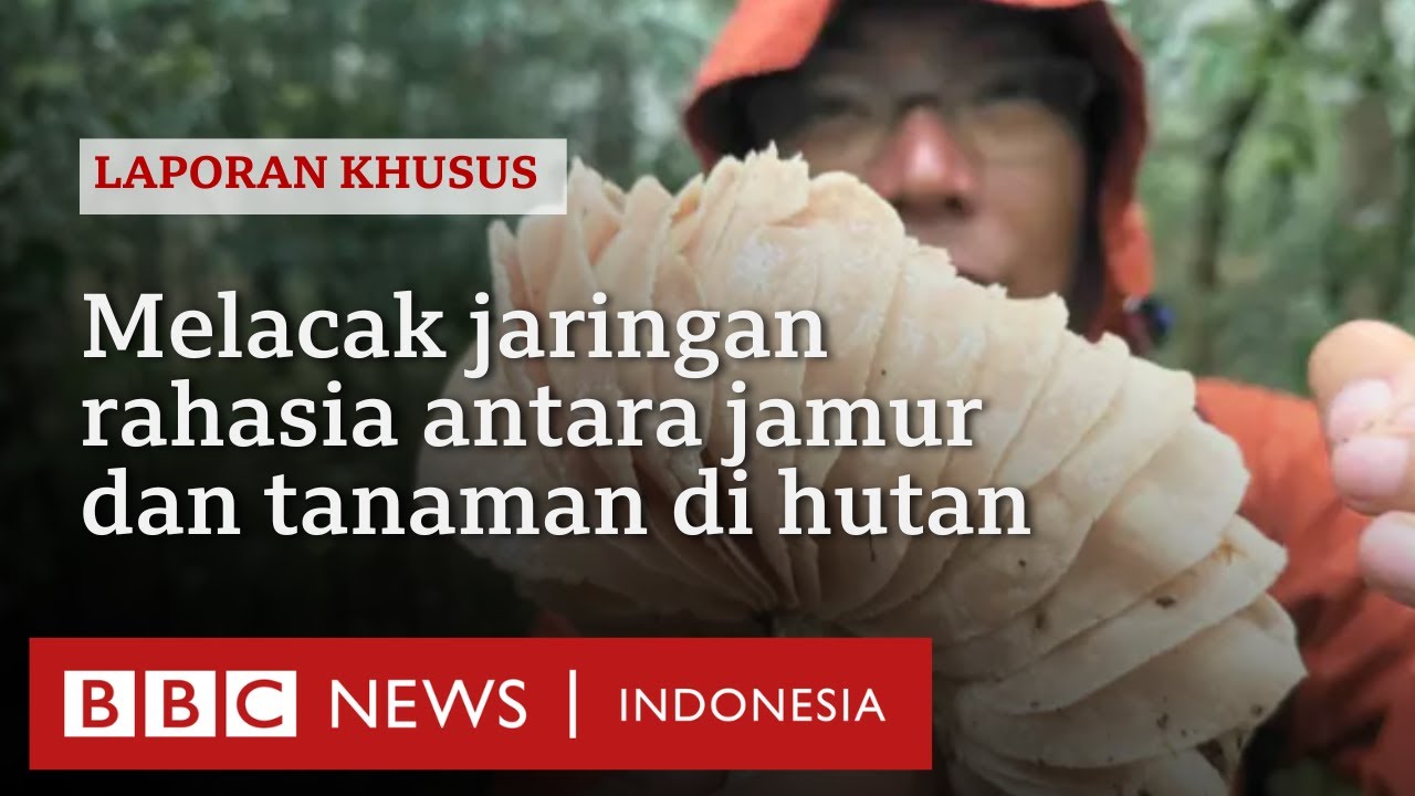 Kelestarian hutan: Benarkah tanaman bisa saling berkomunikasi dengan perantara jaringan jamur?