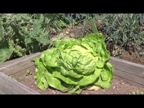 Sallat för varma dagar