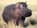 Gayla Peevey..........I Want A Hippopotamus For ...