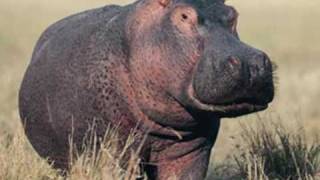 Gayla  Peevey..........I Want A Hippopotamus For Christmas