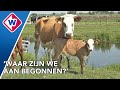 Deze kalfjes blijven bij hun moeder na de geboorte en dat is soms iets te gezellig
