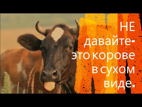 Не давайте-это своей Бурёнке в сухом виде.