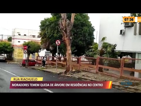 Moradores temem queda de árvore em residências no Centro de Teresina 08 03 2021
