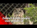 Het Vogelrevalidatiecentrum in Zundert opent zaterdag een extra groot oehoe-verblijf om het groei...