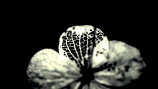 Swarm - Salt Mine (Assück Live cover)