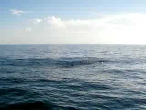 Whale Shark Yucatan Channel