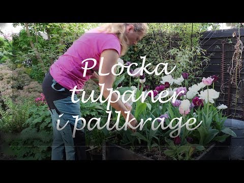 Plocka tulpaner i pallkrage