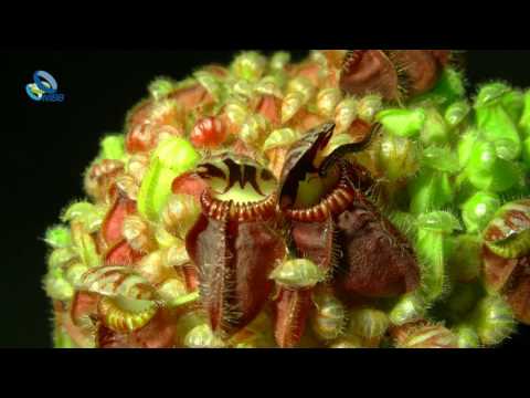 IUCN分類における絶滅の危険性を示す図。