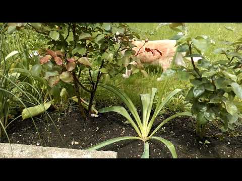 IM GARTEN | Dokumentation - Tag 54 | 23. 05. 2019