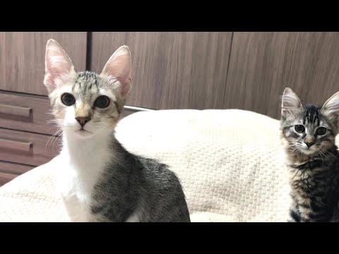 Kittens are surprised to hear stray cats fighting outside their house.