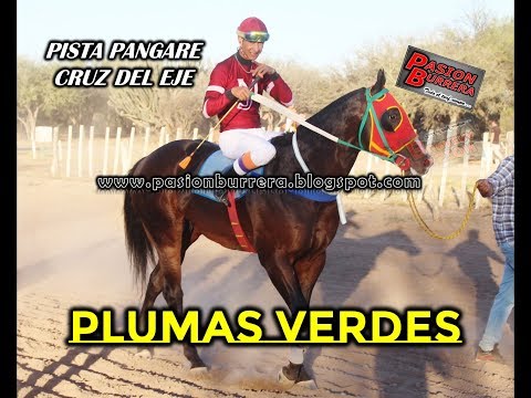 PLUMAS VERDES - Pista Pangare, Cruz del Eje (06-10-19)