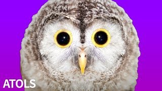 ATOLS - Owl feat. Hatsune Miku / フクロウ / 初音ミク