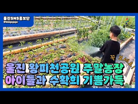 울진 왕피천공원 주말농장! 직접 키운 오이, 상추 먹방까지! :: 울진SNS홍보단 :: 울진군청 ::