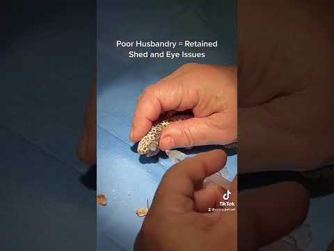 Gecko Eye Problem