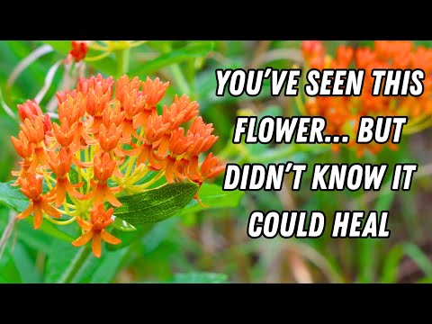 Why Doctors in the 1800s Relied on This Plant Again and Again