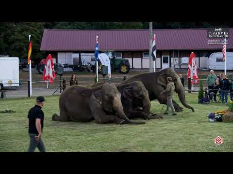 Ströhen 2025 Ismer Stud Horse Presentation   Extra