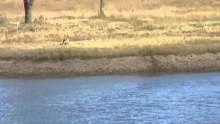 Chesapeake Bay Retriever - Marlin -Water Double #2