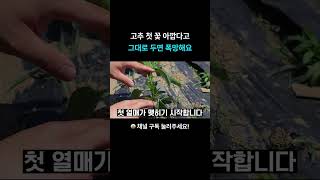 고추 첫 꽃 아깝다고 그대로 두면 폭망해요