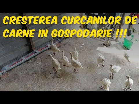 , title : 'CRESTEREA CURCANILOR DE CARNE IN GOSPODARIE !!!'