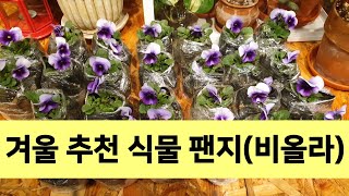 팬지(비올라) 겨울 식물로 추천합니다.