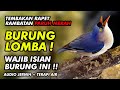 SUARA BURUNG RAMBATAN PARUH MERAH UNTUK MASTERAN BURUNG LOMBA