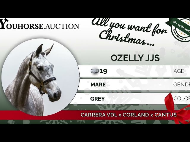 Ozelly under the saddle