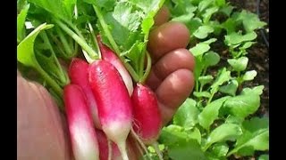 Growing Radish in containers