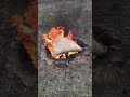 BURNING ANTIQUE PILLOW IN FIRE PIT
