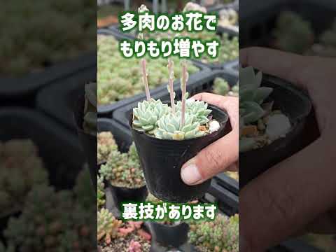 開花多肉植物セネシオスのユニークな成長モード