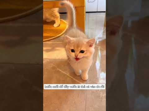 làm bể cá nhỏ cho đám mèo con