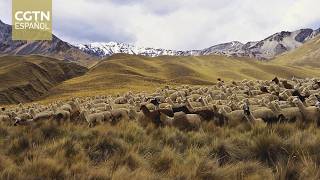 Crece en China la demanda de lana de alpaca peruana