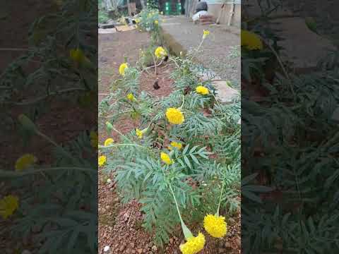 #youtubeshorts #trendingshorts #subscribe #bhavyathecreator