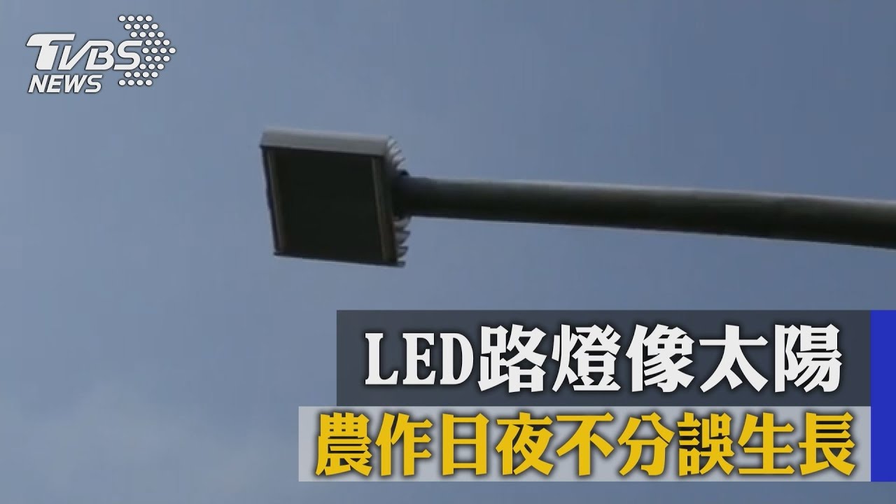LED路燈像太陽 農作日夜不分誤生長