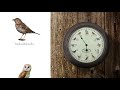 Esschert Design Horloge murale avec des cris d'oiseaux Ø 30.1 cm, brun/blanc